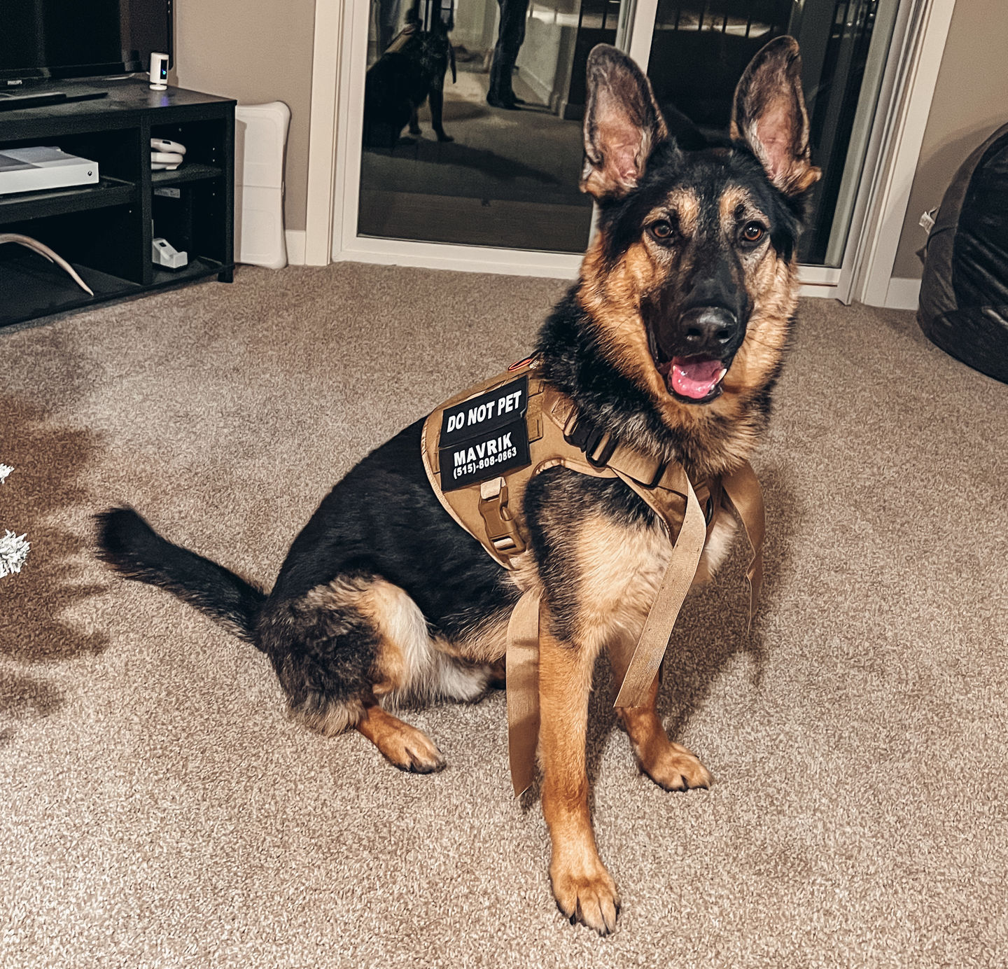 Customer photo review of Tactical No Pull Dog Harness v2