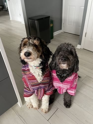 Customer photo review of Playa Poncho - Surprise Color