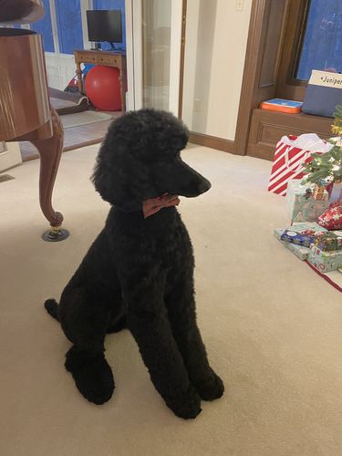 Julia C. review of Red Tartan Plaid Bow Tie for Dog Collar or Cat Collar image 1 out of 1