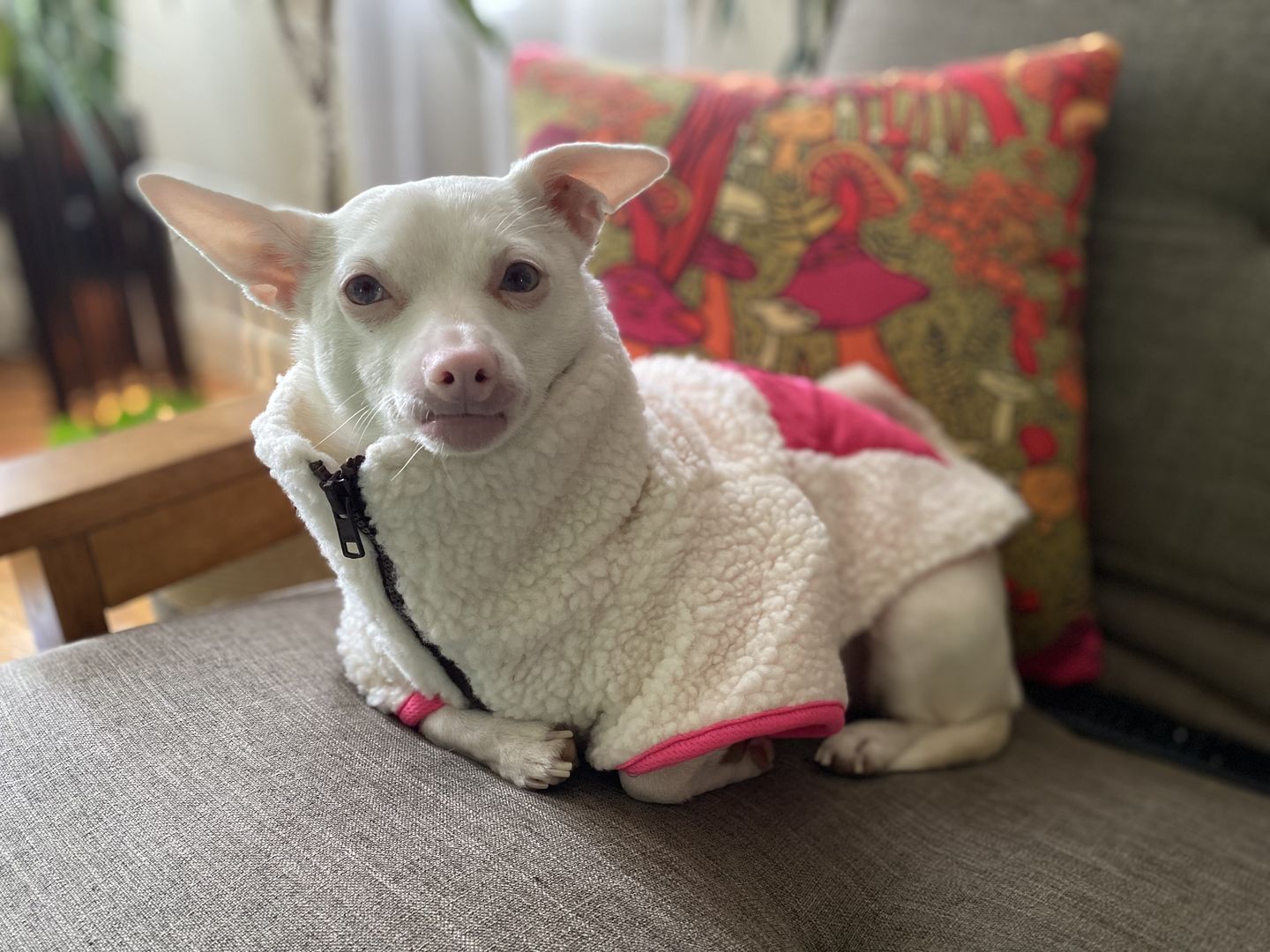 Customer photo review of Monkey Fleece Jacket