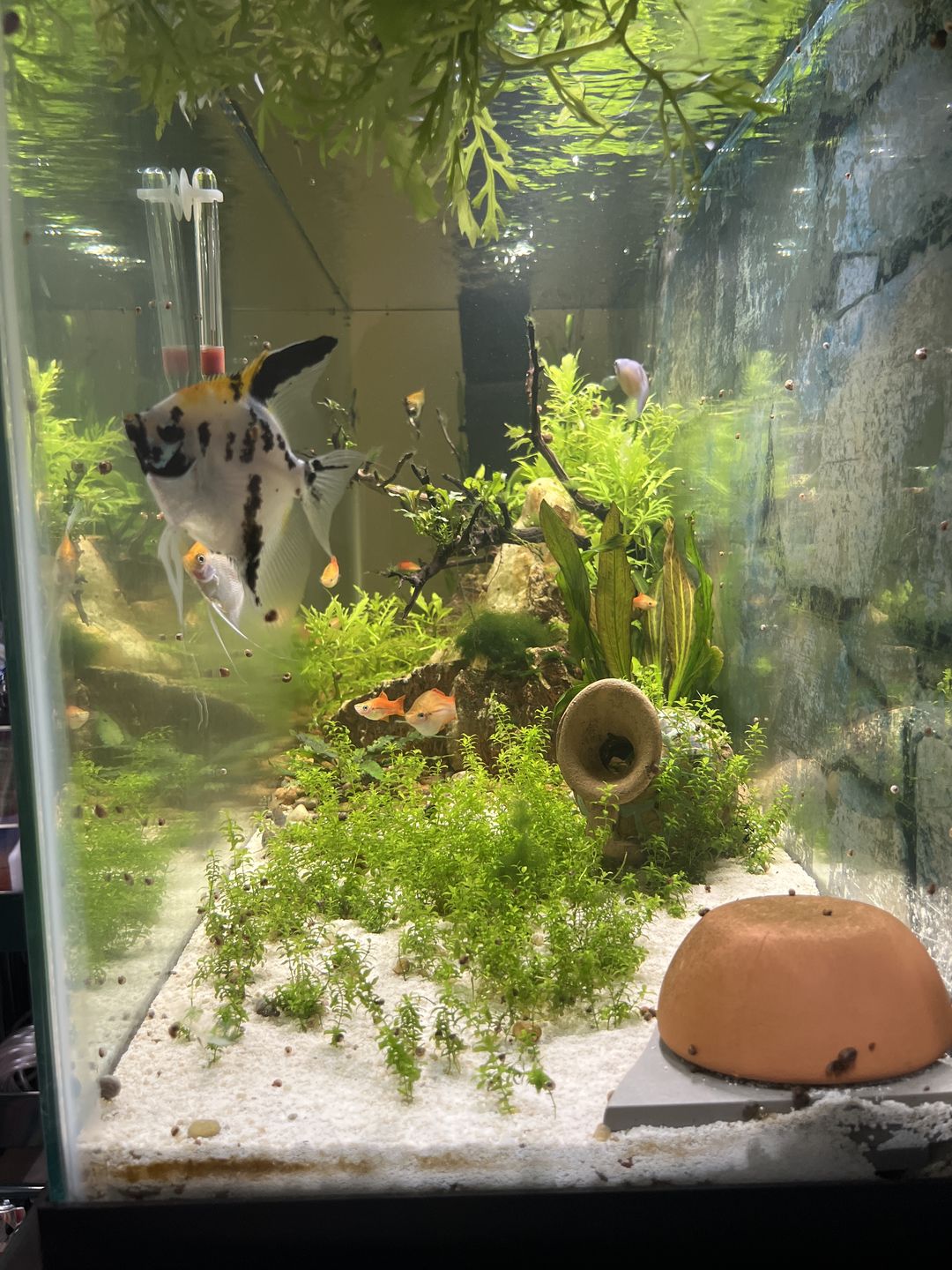 Customer photo review of Shark PRO