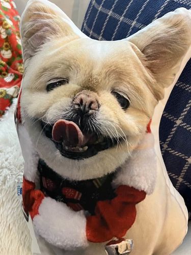 Customer photo review of Create A Custom Dog Pillow