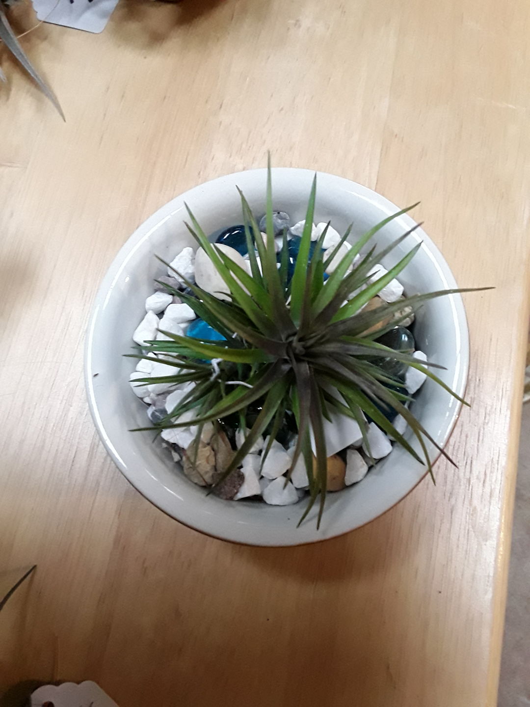 Customer photo review of Tenuifolia Purple Fan