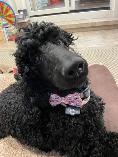 Customer photo review of Birthday Girl Bow for Dog Collar or Cat Collar