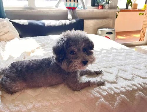 Customer photo review of Soft Shaggy Sofa Covers , Throws Blankets Sofa Slipcovers for Pets
