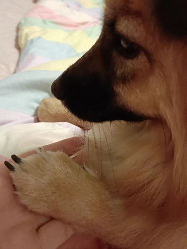 Customer photo review of Michu Cotton Bubble Cat/Dog Wipes 80pc Pack