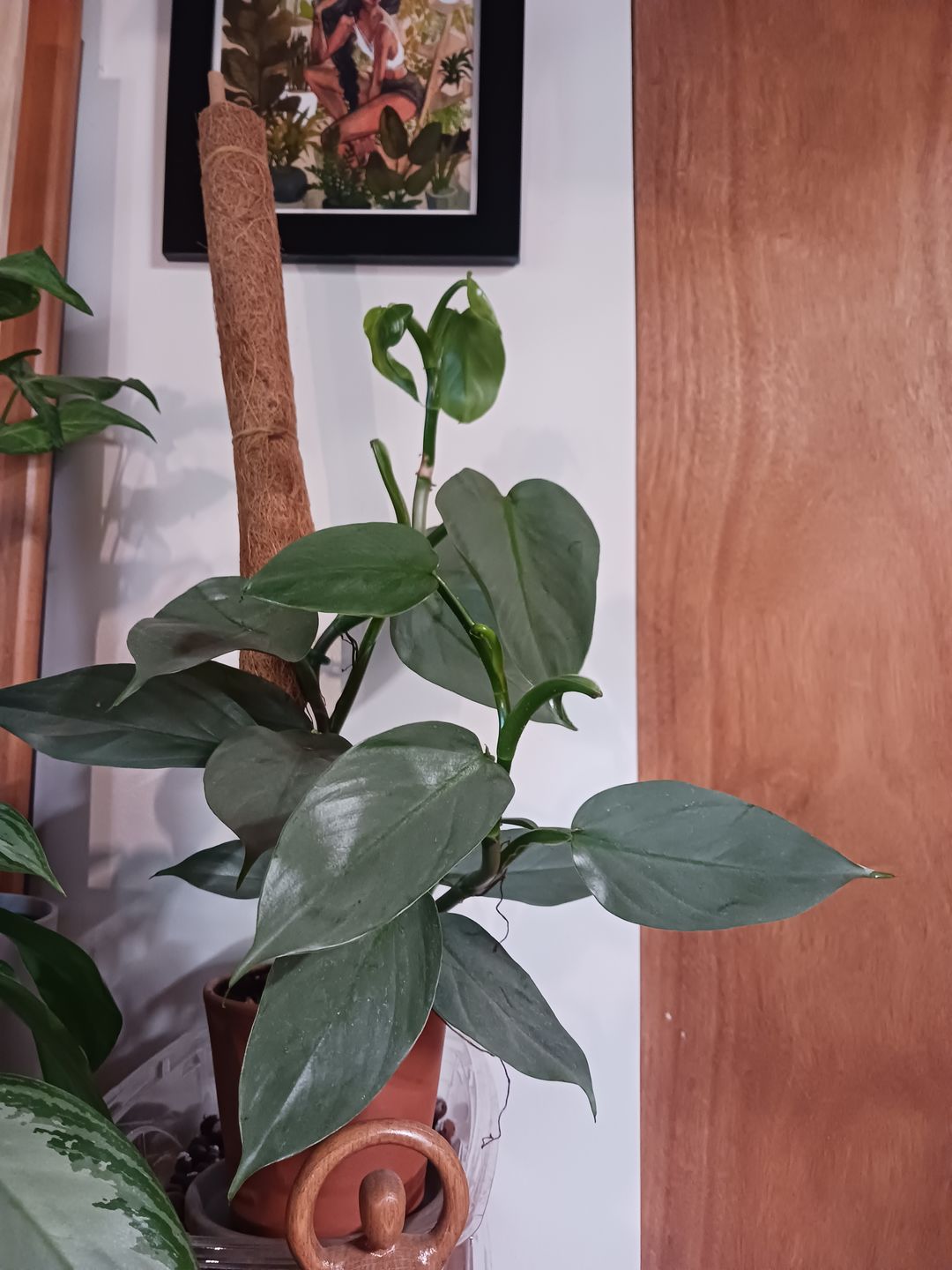 Customer photo review of 4" Philodendron Hastatum (aka Silver Sword) - MULTI STEM!