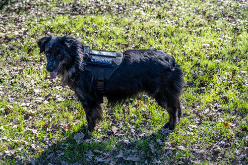 Customer photo review of Custom Hook & Loop Patch For Harness (1 Pair)