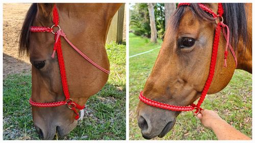 Customer photo review of Imperial Red Paracord