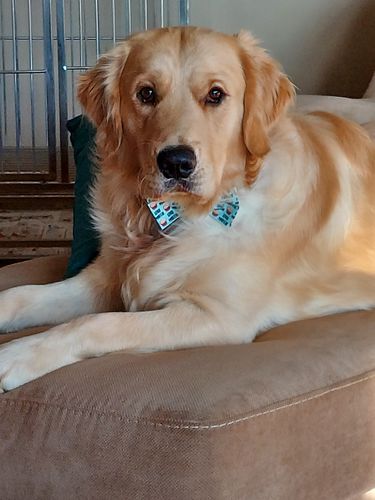 Customer photo review of Stud Muffin Bow Tie for Dog and Cat Collar