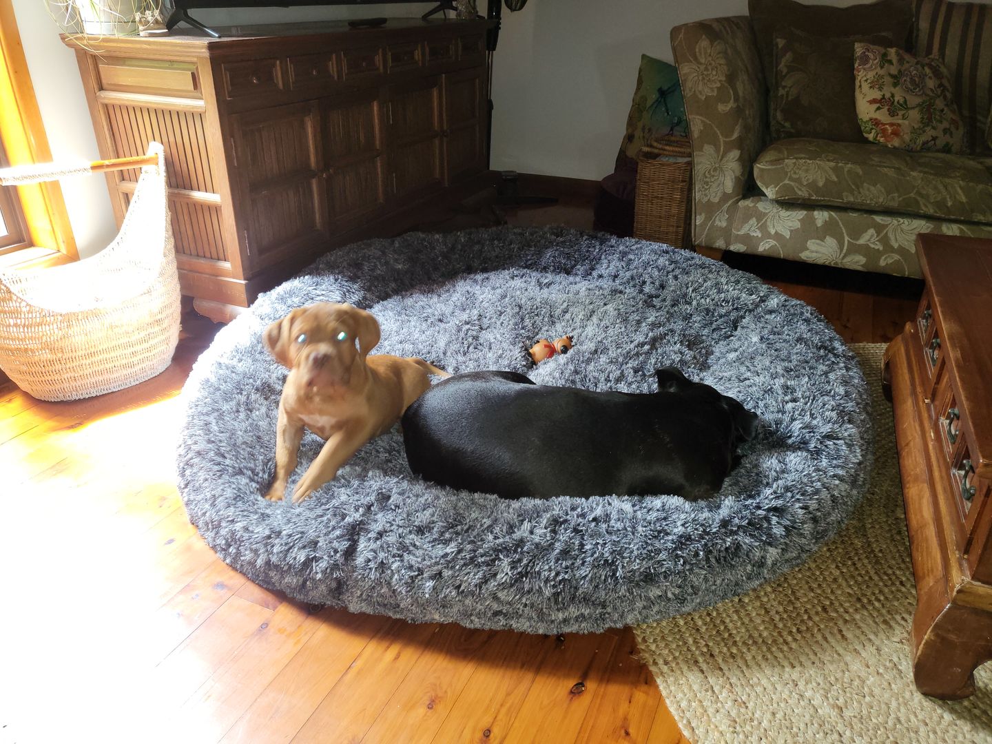 Customer photo review of The Human Size Nap Bed