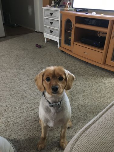 Customer photo review of Manuka Dog Balm