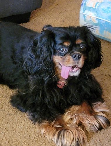 Customer photo review of Purple