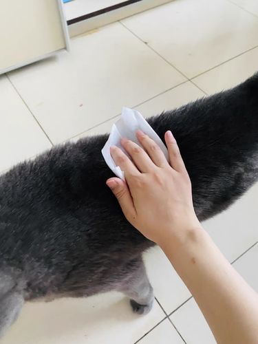 Customer photo review of Michu Cotton Bubble Cat/Dog Wipes 80pc Pack