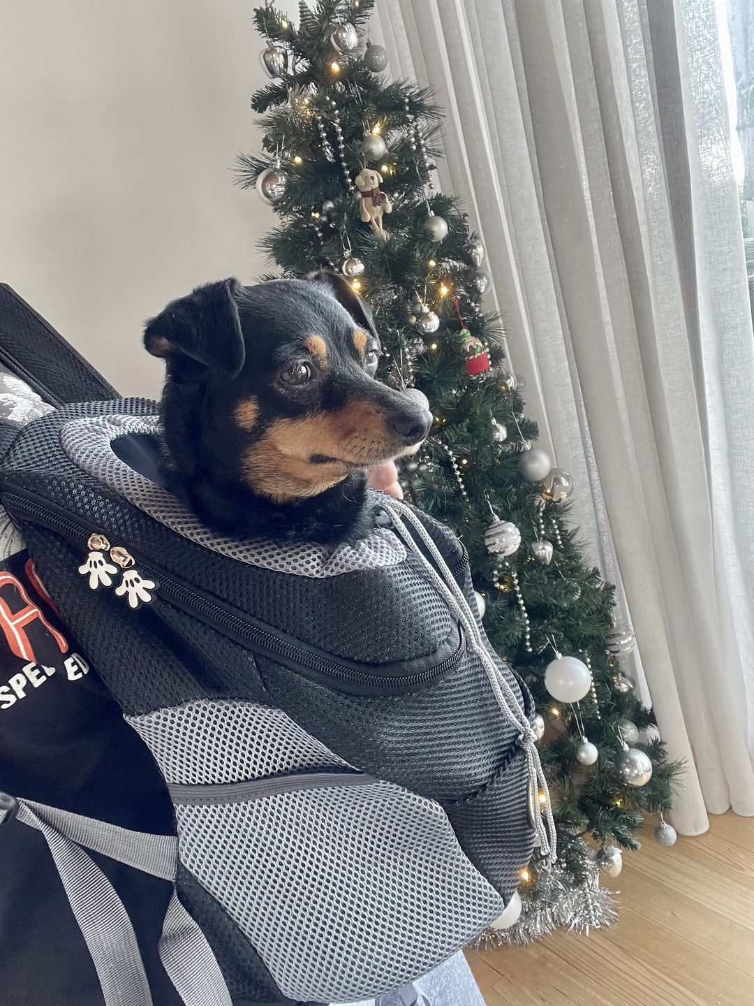 Customer photo review of Dog Backpack