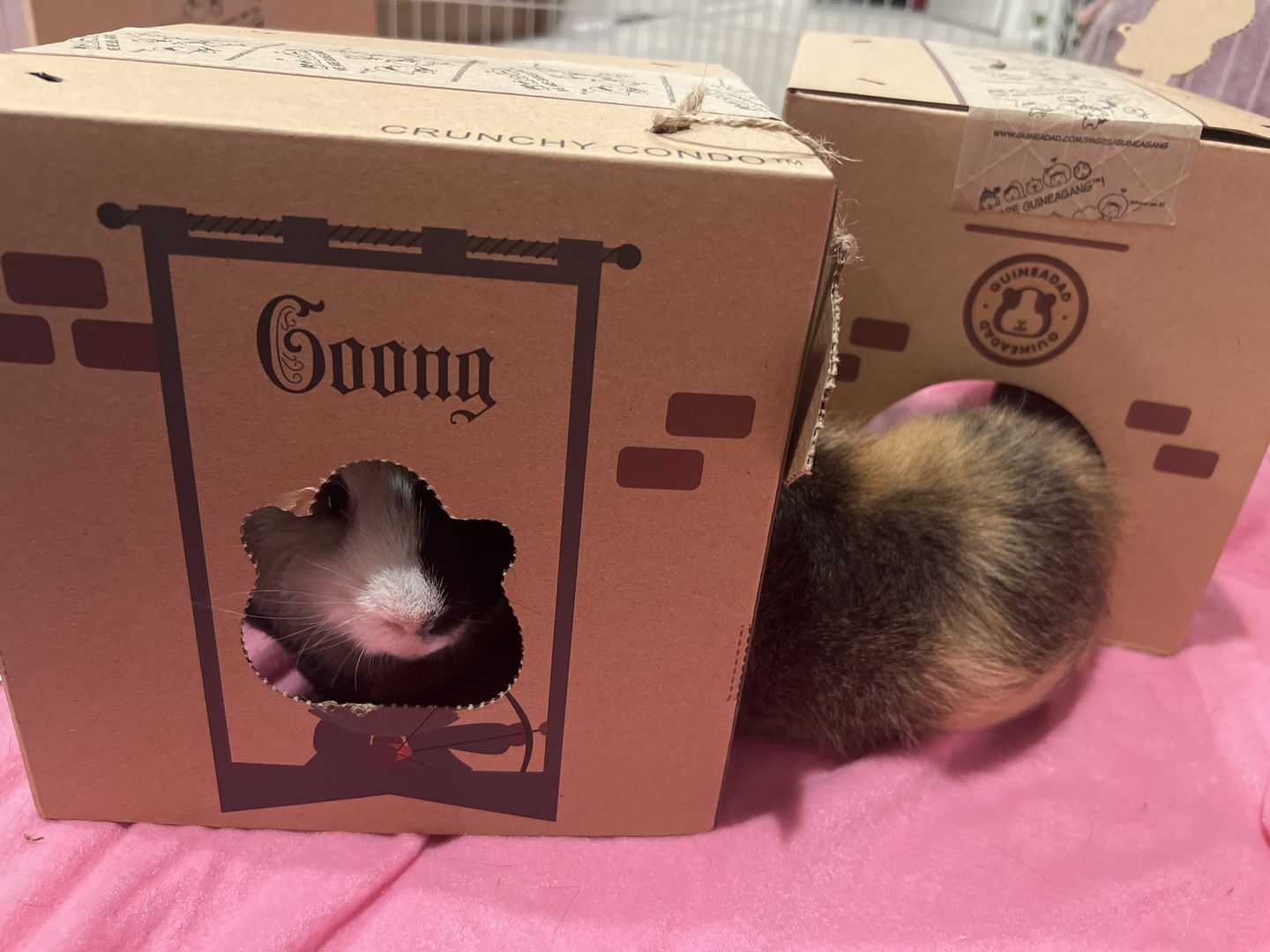 Customer photo review of GuineaDad Crunchy Condo (Pack of 3) - Guinea Pig Toy - Safe and Fun