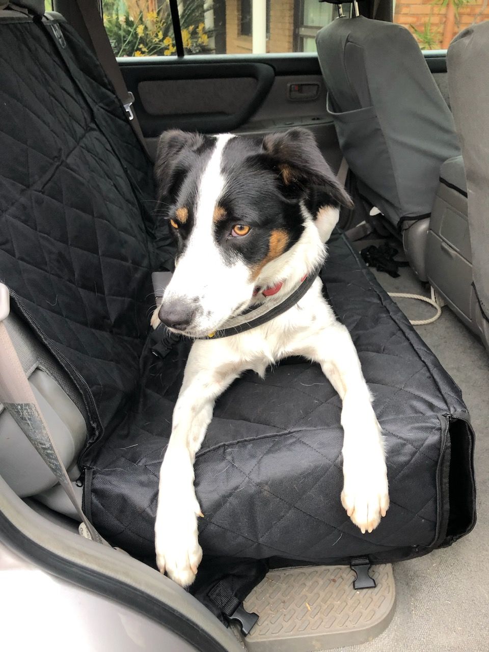 Customer photo review of 4-in-1 Dog Car Seat Cover