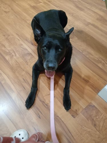 Customer photo review of Wild Salmon CBD Oil - 175 MG : 0.5 OZ - Healthy Hips & Joints Care Formula