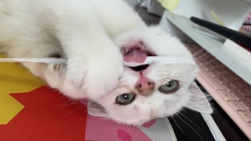 Customer photo review of Michu Cotton Bubble Cat/Dog Wipes 80pc Pack
