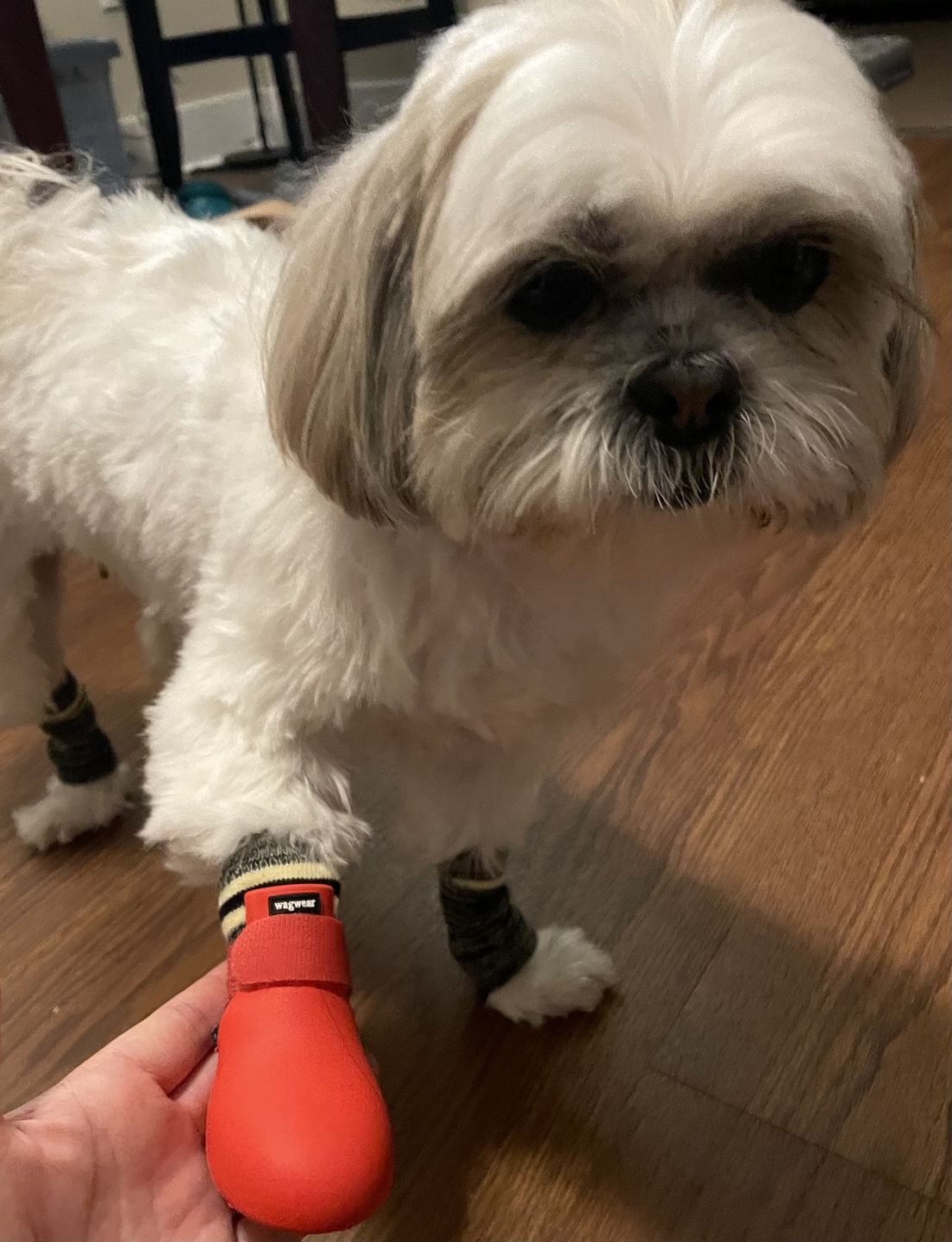 Customer photo review of WagWarmers