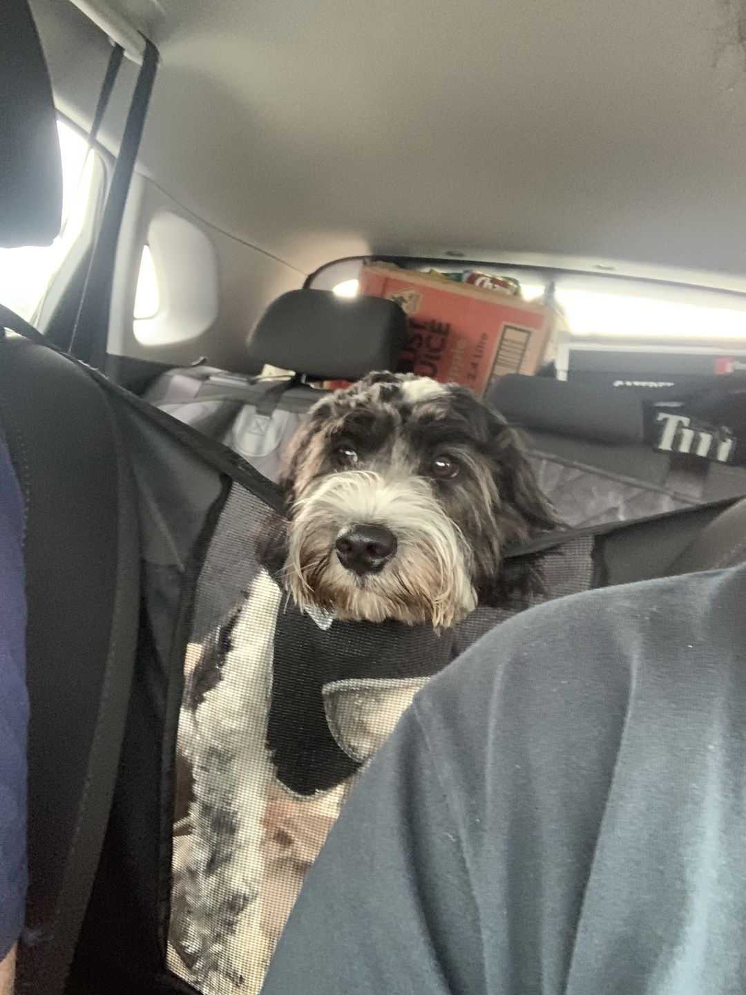 Customer photo review of Pawz Back Seat Cover