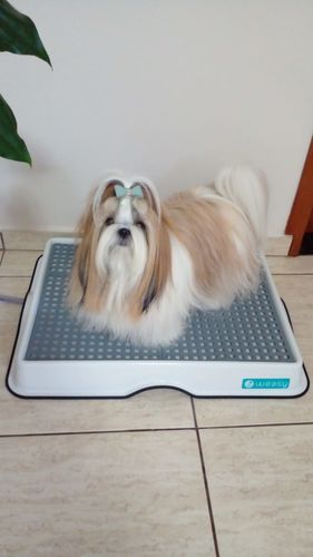 Customer photo review of Weasy Cão