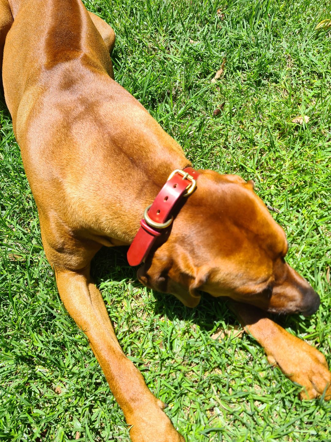 Customer photo review of Dog Collar
