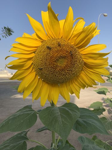 Customer photo review of Sunflower (Mammoth)