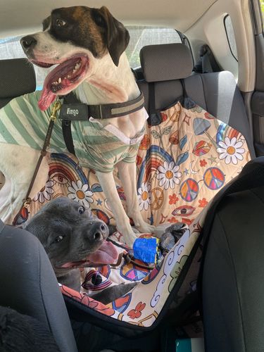 Customer photo review of Peace And Love Back Seat Cover For Dogs