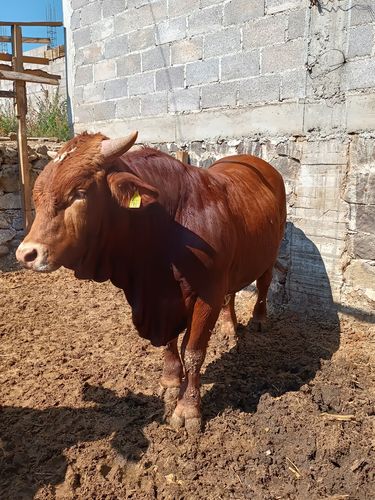 Customer photo review of Zeramec®