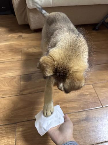 Customer photo review of Michu Cotton Bubble Cat/Dog Wipes 80pc Pack