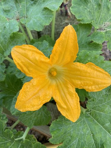 Customer photo review of Squash (Black Beauty Zucchini)