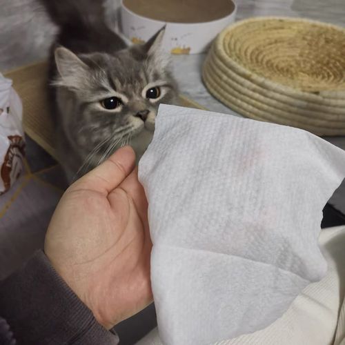 Customer photo review of Michu Cotton Bubble Cat/Dog Wipes 80pc Pack