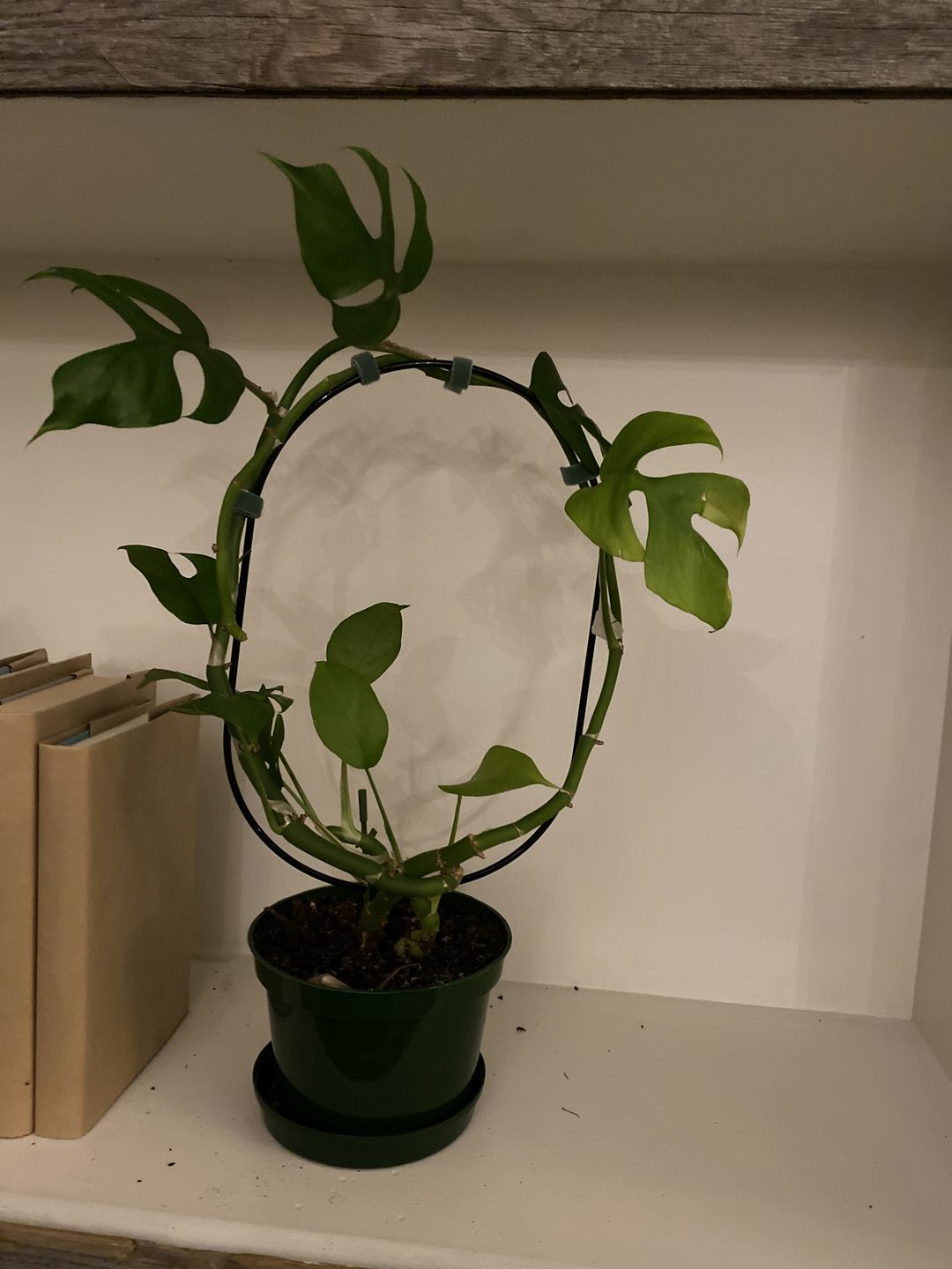 Customer photo review of "Oval" Metal Trellis