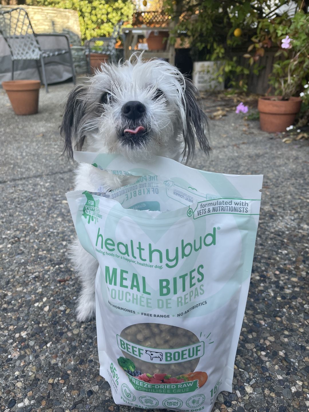 Customer photo review of Beef Meal Bites