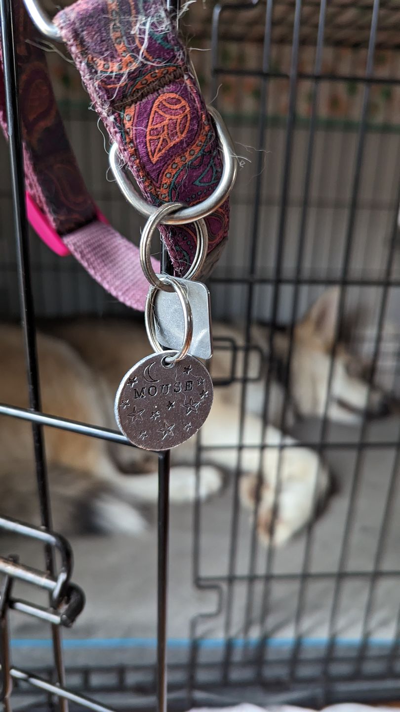 Customer photo review of Hand Stamped Pet ID Tag