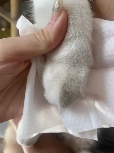 Customer photo review of Michu Cotton Bubble Cat/Dog Wipes 80pc Pack