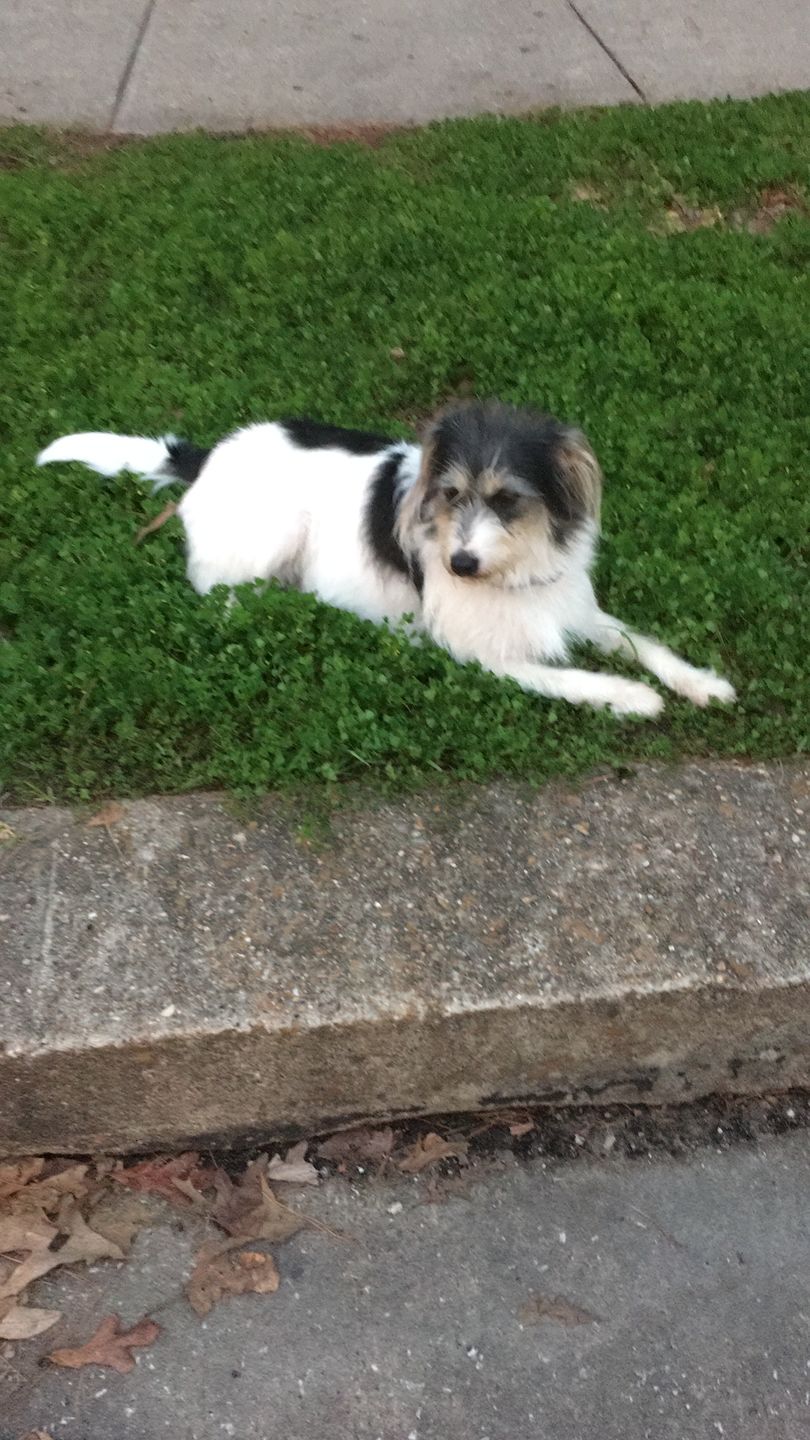 Customer photo review of Natural Canine Dermatitis, Healthy Skin & Coat and Allergy Relief Remedy for Dogs (450 pills)