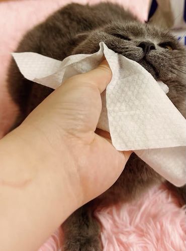 Customer photo review of Michu Cotton Bubble Cat/Dog Wipes 80pc Pack