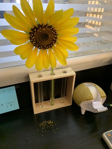 Customer photo review of Sunflower (KSC Mix)
