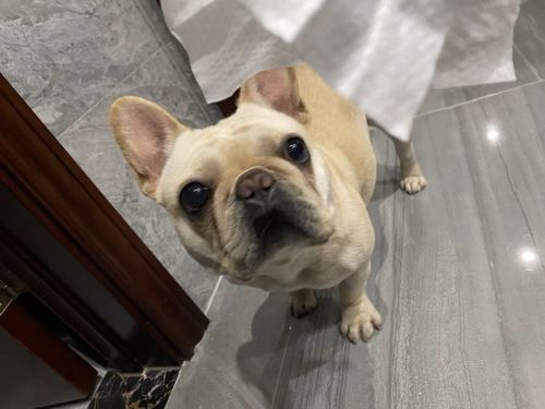 Customer photo review of Michu Cotton Bubble Cat/Dog Wipes 80pc Pack