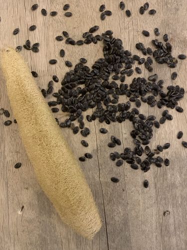 Customer photo review of Luffa Gourd