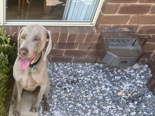 Customer photo review of Pet Rehydration Station