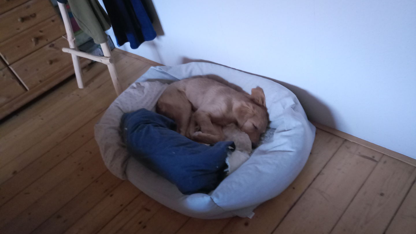Customer photo review of Orthopädische Hunde Couch