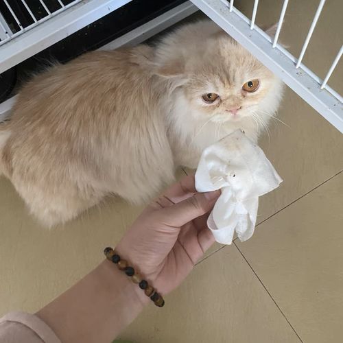 Customer photo review of Michu Cotton Bubble Cat/Dog Wipes 80pc Pack