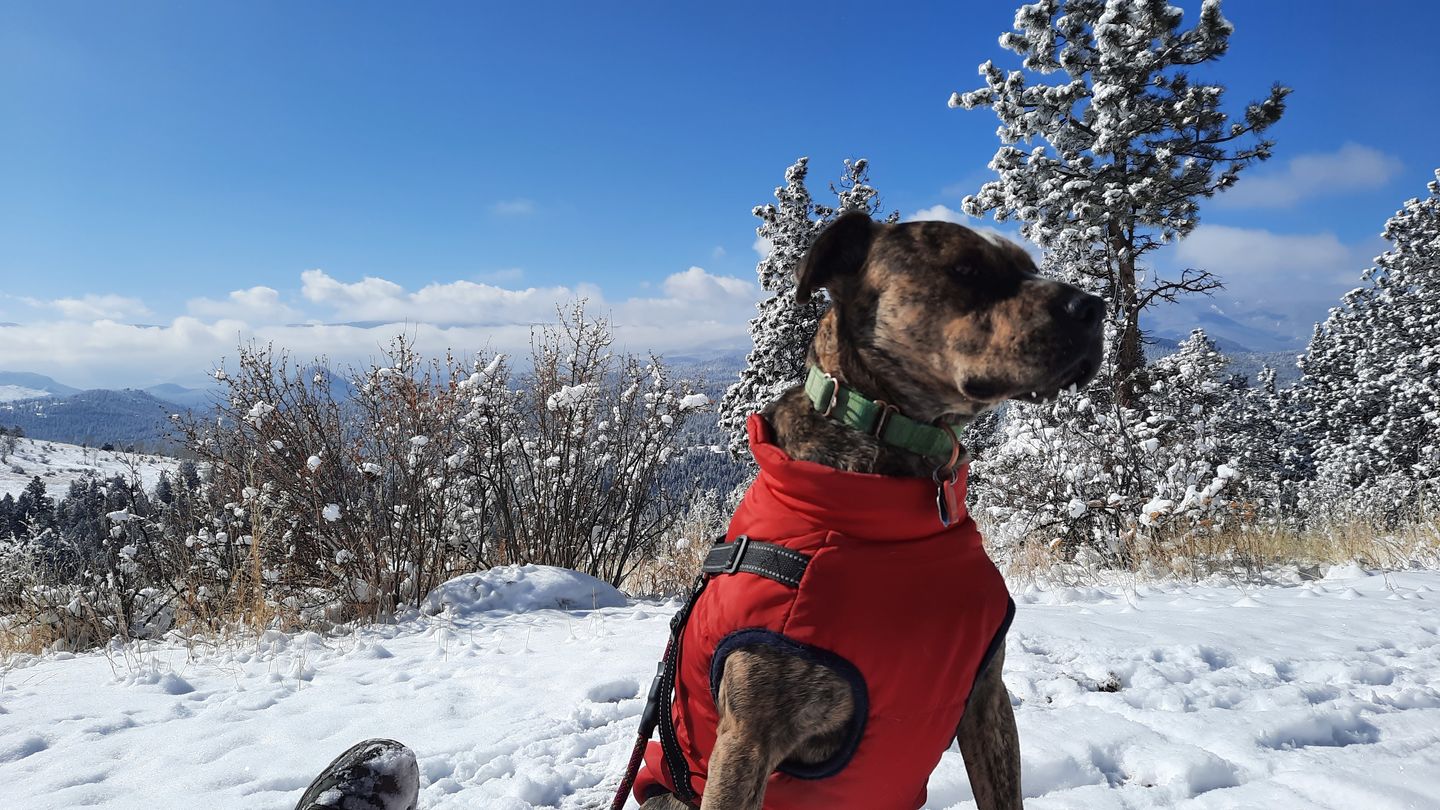 Customer photo review of DogSki Sport™ - Waterproof Jacket Harness