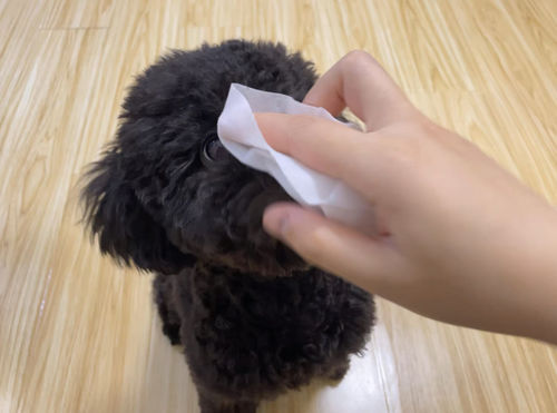 Customer photo review of Michu Cotton Bubble Cat/Dog Wipes 80pc Pack