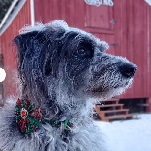 Customer photo review of Christmas dog collar with flower - Green red Plaid