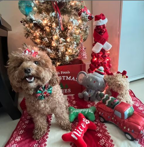Customer photo review of green Christmas plaid dog flower collar leash set