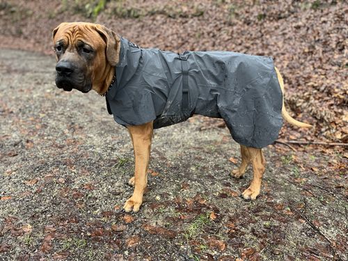 Customer photo review of Visibility Raincoat Dark for Dogs
